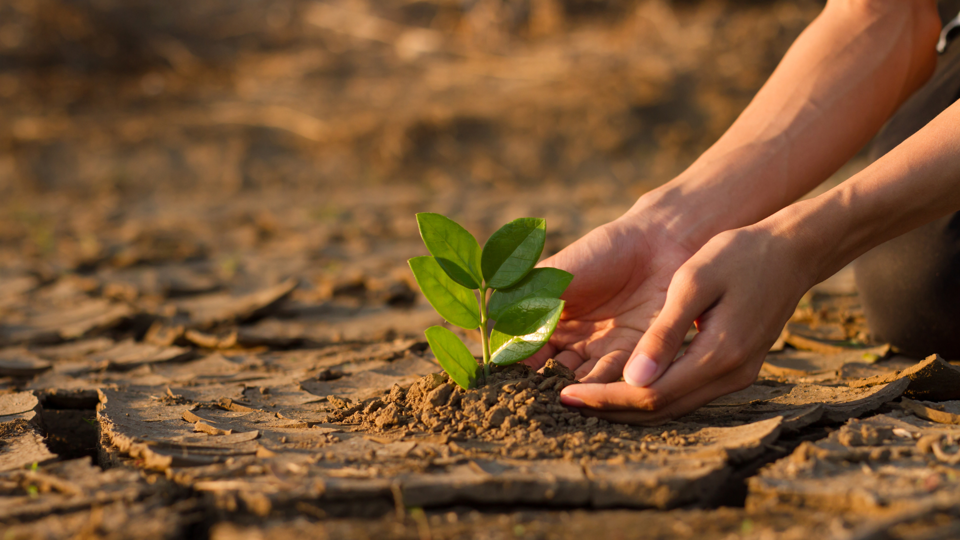 Hand planting a sapling