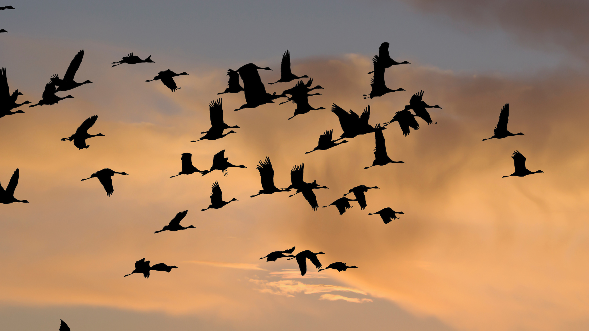 Migratory birds at sunset